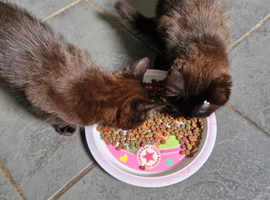 2 female kittens