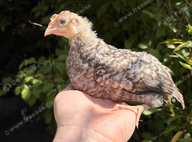 Crested Cream Legbar 4 week old chicks
