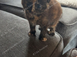 2 tortoiseshell kittens