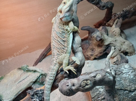 Bearded dragon with setup