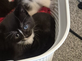 Kittens boys and girls