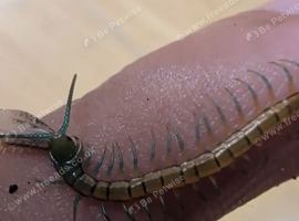 scolopendra subspinipes (Java yellow leg variety )