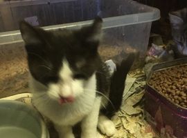 FarmKittens for sale