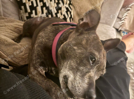 Lovely little girl staffy