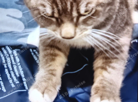 Boy cat all his stuff