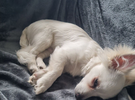 6 month old male Dog for sale
