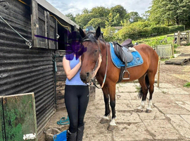 Horse for Loan &ndash; 15.2hh Bay Cob Cross