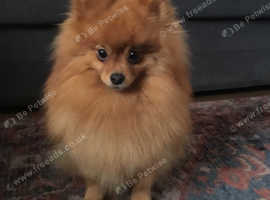 STUD POM Beautiful 2 Year Old XS Pomeranian