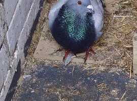 1 Males Spanish pouter pigeons for sale in Rotherham