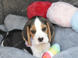 Beautiful beagle puppies