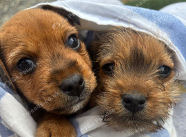 Two beautiful Border terrier x Lakeland terrier boy puppies