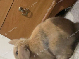 Free Mini lop