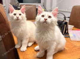 MEET YOUR FUTURE MAINE COON COMPANION