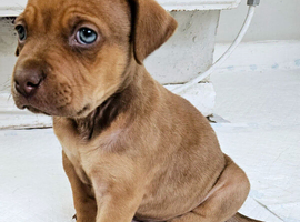 Staffy x puppy