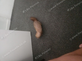 Male micro ferret