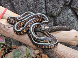 CB26 Red Sided and Oregan Garter Snakes