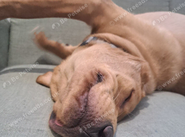 Lovely Labrador Retriever needing new forever home.