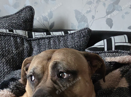 Male bullmastiff for stud
