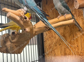 Blue female alexandrine for sale