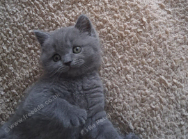 British shorthair kittens