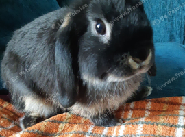 Last baby mini lop girl