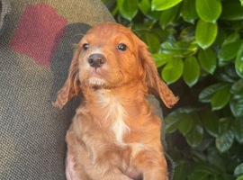 Beautiful Cocker Spaniel Puppies