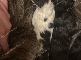 Maine coon mixed kitten