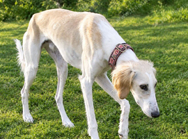 BEAUTIFUL, WELL BRED 10 MONTH OLD DOG PUP