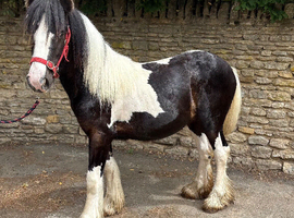 Traditional piebald cob filly 14 months old