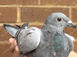 Pair of distnace racers