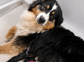 Aussiedoodle F1 Health Tested Parents