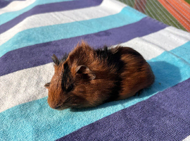 2 Baby Male Guinea Pigs Looking for Forever Home