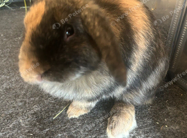 Young male rabbit
