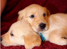 Golden Retriever Puppies &ndash; 3 Boys & 3 Girls Available