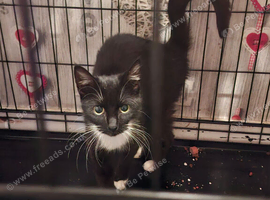 Female black and white cat shadow