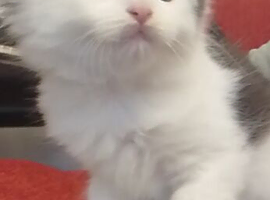 Kittens to go to new home