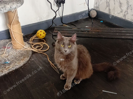 Last female kitten