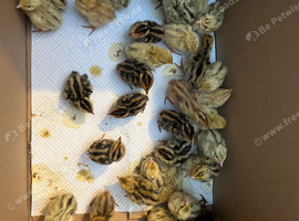 2 days old chicks for sale