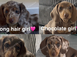 KC registered miniature dachshunds 1 Long 2 short hair