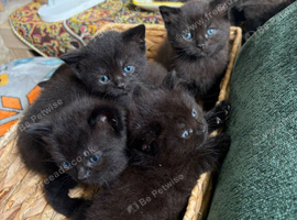 Kittens British short hair mixed