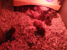 Japanese quail chicks