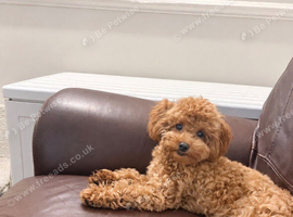 Stunning red Asian toy poodle