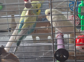 Budgies with cage