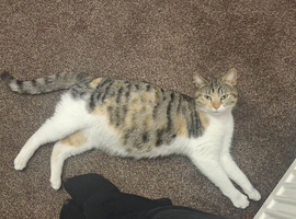 cats