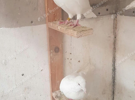 White Racer pigeons for sale