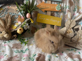 Lionhead babies for sale