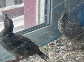 California Quail chicks