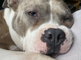 Staffy cross for rehome