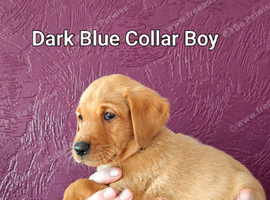 Gorgeous Kc Reg Fox Red Labs From Health Tested Parents