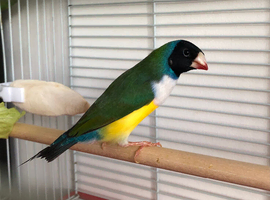 Gouldian finch male